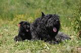 BOUVIER DES FLANDRES 484